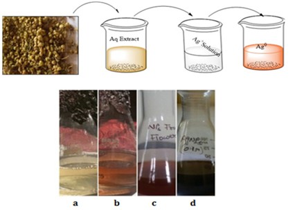 In vitro bio-synthesis of silver nanoparticles using flower extract of parasitic plant Cascuta reflexa and evaluation of its biological properties 