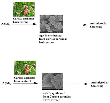 Biosynthesis of silver nanoparticles using leaf and bark extract of indian plant carissa carandas, characterization and antimicrobial activity 