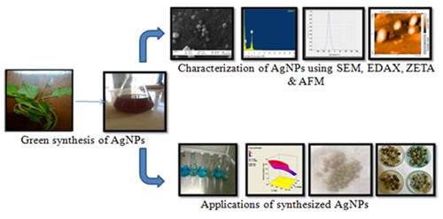Optimized synthesis of AgNPs using aqueous extract of celosia argentea and its practical implications on textile dye decolorization 