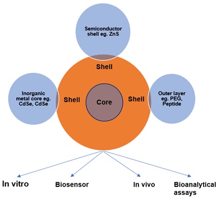 Fundamental features of quantum dots and their diagnostic applications 